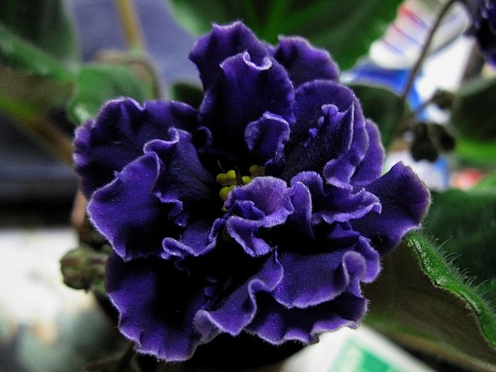 Фиалка midnight velvet фото и описание