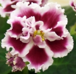 Амадеус (Морев)