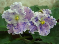 АЕ Амур Элит