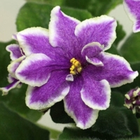 РС Эльдорадо