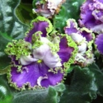 ЛЕ Фуксиевое кружево