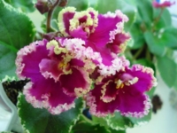 ЛЕ Фламенко