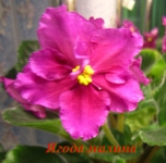 Ягода малина (Дадоян)