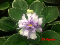 ЛЕ  Фрейя