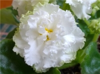 РМ Королевские кружева