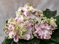 ЛЕ Ледяная роза