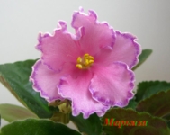 Маркиза (Дадоян))