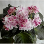 Мазурка (Морев)