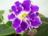 РС Мисс обояние