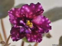 АЕ Млечный путь