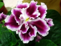 Морозная вишня(Морев)