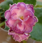 Олеся(Морев)