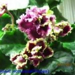 Огненные мотыльки