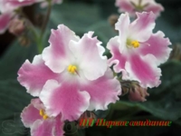 ПТ Первое свидание