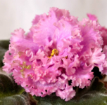 ЛЕ Принцесса Персии