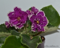 ЕК Малахитовая орхидея