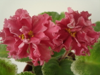 Шикарный мак(морев)