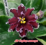 АВ Сердце матери