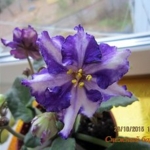 ЕК Снежный барс