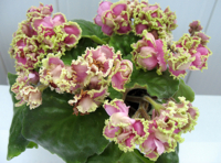 Улыбка русалки(Морев)