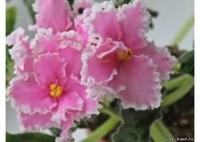 РС Марья искусница