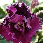 ЕК Мулен руж