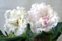 ЛЕ Взбитые сливки