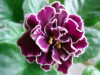 ЕК Магия любви