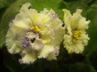 ЕК Солнечный мальчик