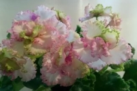 ЛЕ Зеленая роза